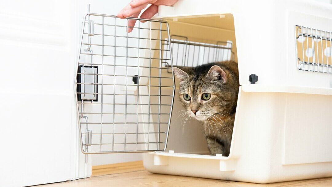 Kitten store jabs uk